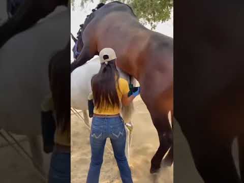 How A Horse Sex Female Horse Horse