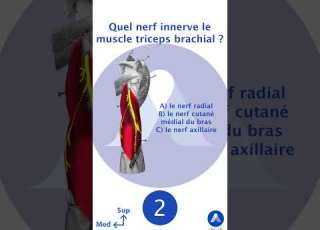 Quiz Sur L Nnervation Du Membre Supérieur Shorts