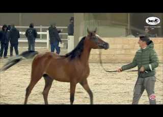 N 185 AB FARES Kuwait Egyptian Event 2022 Colts 2 Years Old Class 5A