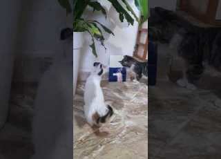 طومي جيري يرى نفسه في المراة لأول مرة