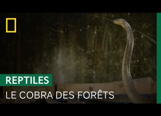  Capture D Un Cobra Des Forêts Dont Le Venin Peut Tuer Un Humain En 30 Minutes SNAKES IN THE CITY