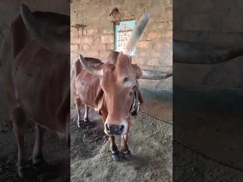 MAAJABU HAIJAWAHI KUTOKEA TAZAMA NG OMBE MWENYE MACHO 3 MAPEMBE 3 Trending