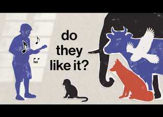  What Do Other Animals Think Of Human Music