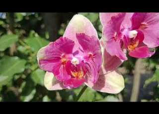 Орхідея 5004 Рожеві щічки