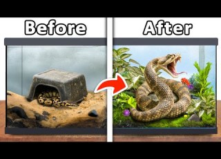 I Rescued A Snake From Facebook Marketplace