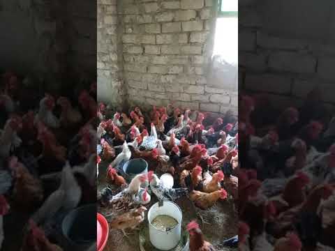 تربية الفراخ البلدي