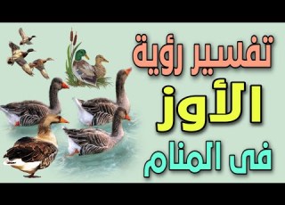  تفسير رؤية الأوز فى المنام ما معنى رؤية الوز فى الحلم