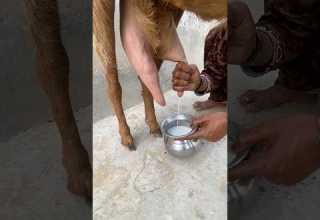 فتاة عربية تحلب الماعز بطريقة تقليدية مشهد هادئ ومريح للأعصاب