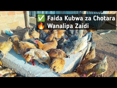 Zifahamu Aina Za Kuku Chotara Utofauti Wake Mayai Na Nyama Na Wanapopatikana