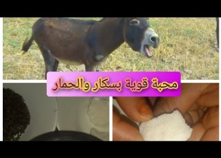 محبة قوي بسكار والحمار يولي تابعك كيف الحمار