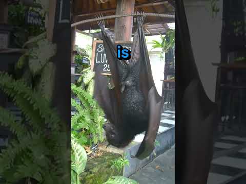 خفاش ضخم يهاجم رجلا عجوز ا Shorts