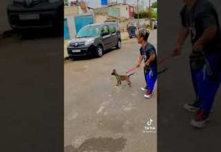 افضل جرو مالينوا في الجزائر