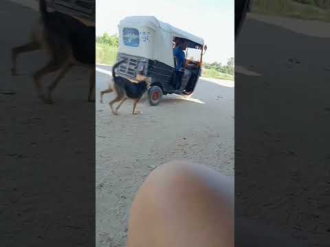 لما الكلب يجري وراء الناس في الشارع