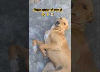 Simba Has Gone Mad Simba Dog Animals Labrador Ytshorts Shortsfeed