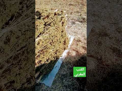 القنب العندي الكيف المغربي