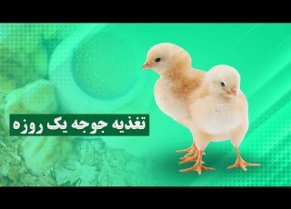 بهترین غذای جوجه یک روزه چیست تغذیه جوجه مرغ در خانه