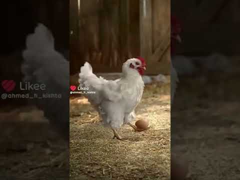 اغنية دجاجتي الكبيرة تعيش في الحظيرة اغنية دجاجتي الكبيرة تعيش في الحظيرة