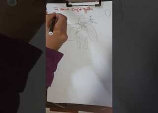  The Venous Proper System Of The Frog شرح رسم الجهاز الوريدى الاصيل للضفدعة