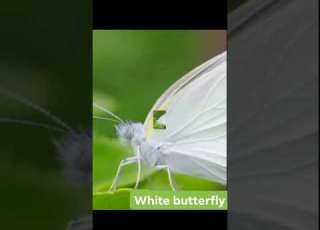  White Butterfly Spiritual Meaning