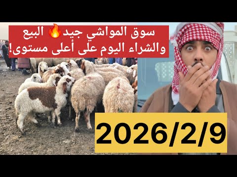 سوق المواشي جيد البيع والشراء اليوم على أعلى مستوى