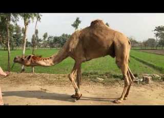 Beautiful Camel Breeding First Time Meeting الإبل يجتمع وقت القفز بالهجوم