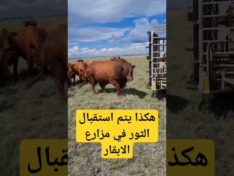 هكذا يتم استقبال الثور في مزارع الابقار Cow Bull