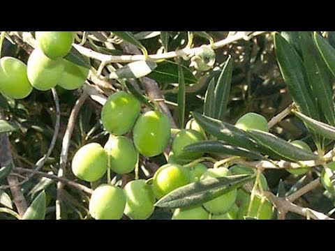 زيت الزيتون وسرعة القذف