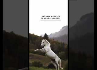 لاعبيني يا هوى والليل سامر