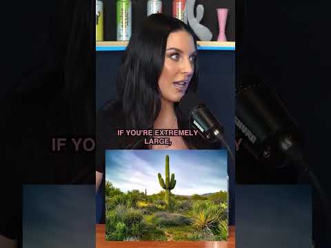 Is It Big Enough P N Star Talks D Size Angelawhite Barchemistry Podcast Shorts