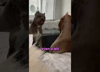 Dog Vs Mirror First Time Reaction Is Priceless