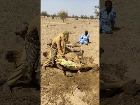 ب ل ط ف ه ط م أ ن الر اع ي ال ح ي و ان و و ض ع ي د ه ب ل ين ع ل ى ع ن ق ال ج م ل ب ل ط ف ه ط م أ ن الر اع ي ال ح ي و ان و و ض ع ي د ه ب ل ين ع ل ى ع ن ق ال ج م ل