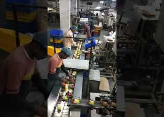 Biscuit Company Working