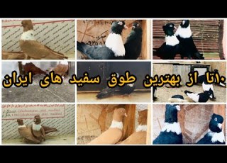 ۱۰ تا از بهترین طوق سفید های ایران