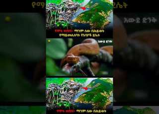 የሞት ቀጠና ማንም ሰው በሕይወት የማይመለስባት የእባቦች ደሴት አስገራሚታሪኮች Amharicdocumentary Historyamharic Facts Eth