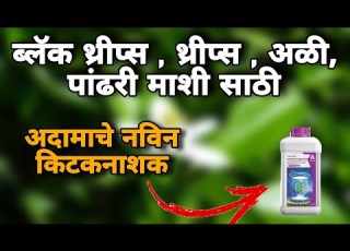 Trassid Insecticide Adama Trassid Insecticide Adama Insecticide