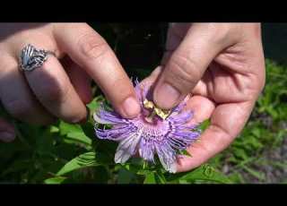  Purple Passion Flower Passiflora Incarnata