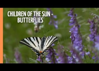  Children Of The Sun Butterflies Full Documentary