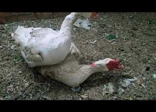 A Male Goose Mating With A Male Duck Glory Be To God
