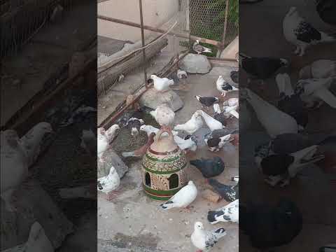 حیف و صد حیف