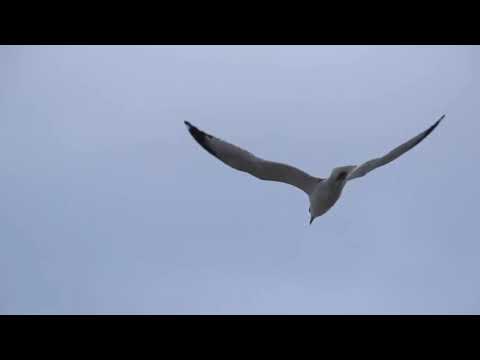 أوكا وأورتيجا وأحمد شيبه إمتى Oka We Ortiga Ahmed Shebah Emta