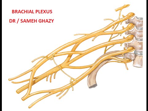 BRACHIAL PLEXUS DR SAMEH GHAZY
