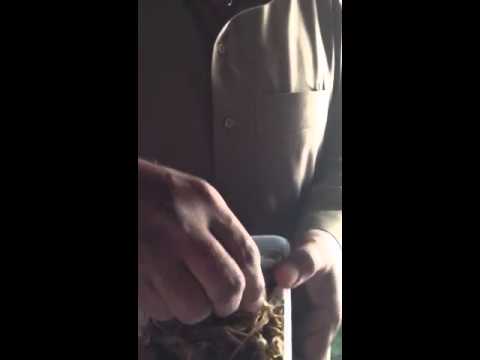 ياكل جراد وع