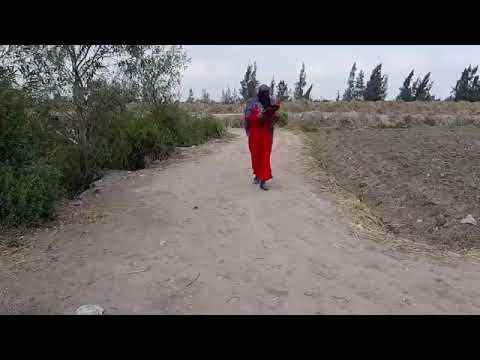 لن تصدق ما فعلتها تفاحه فى الحاج مسعود لن تصدق السبب حصل شئ غير متوقع