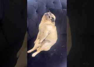 قلمبه با چشم باز خرپف میکنه چرا ایران Pug ترند