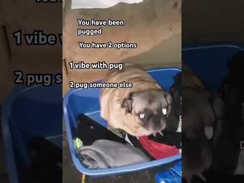 You Have Been Pugged Memes Pug Vibing Dog Funny Viral Fypシ Pugged Pets You Have Been Pugged Memes Pug Vibing Dog Funny Viral Fypシ Pugged Pets