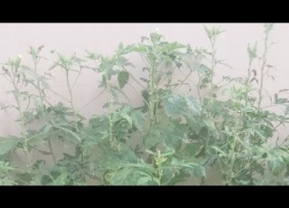  Su Udi Arabia Jizan My Home