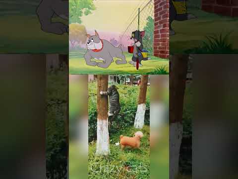 Tom And Jerry In Real Life 1 Tomandjerry Funnyanimals Cartoon Memes