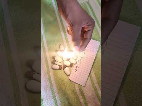 White Bhilawa Available 7350521164