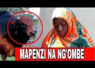  BAALAAAAAAAAAAA DADA KUFANYA MAPENZI NA NG OMBE INASIKITISHAAAAAAASSSSSSSSSSSZ
