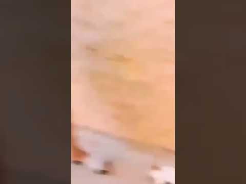 قط غاضب شاهد لماذ